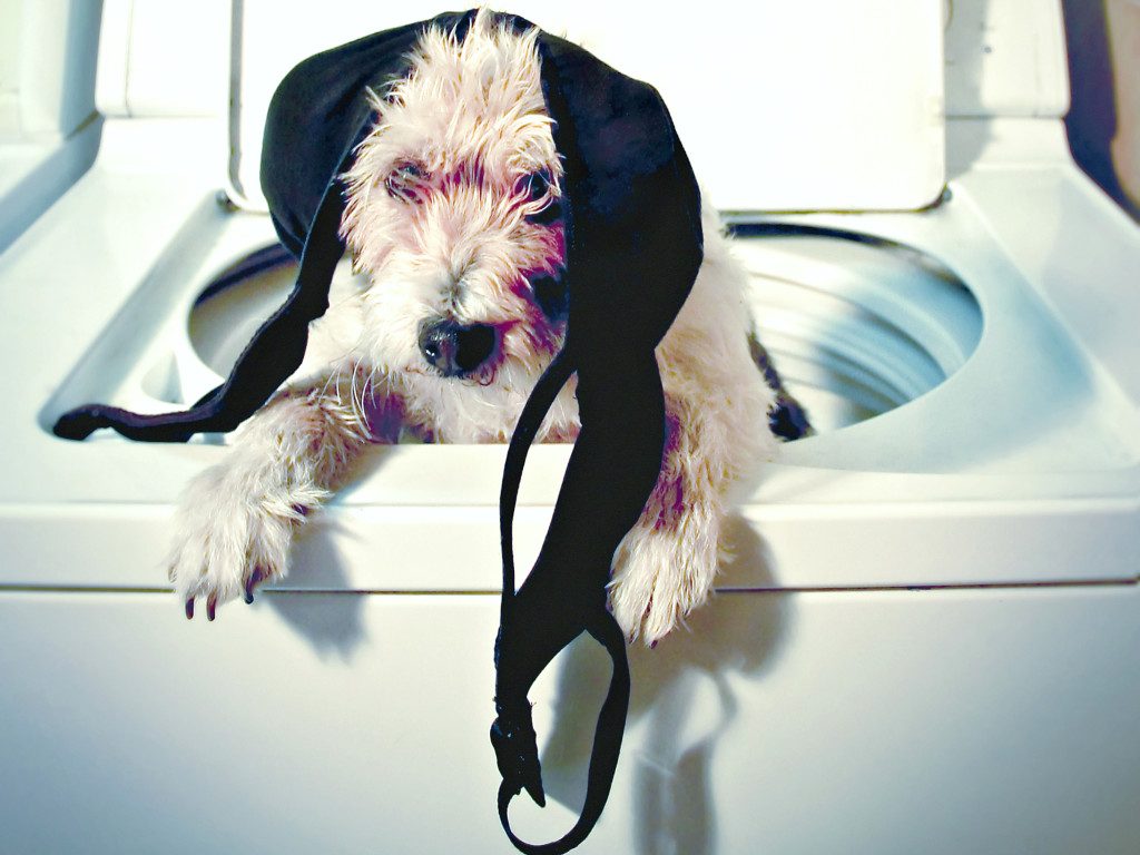 afbeelding van hond in wasmachine met een bh 